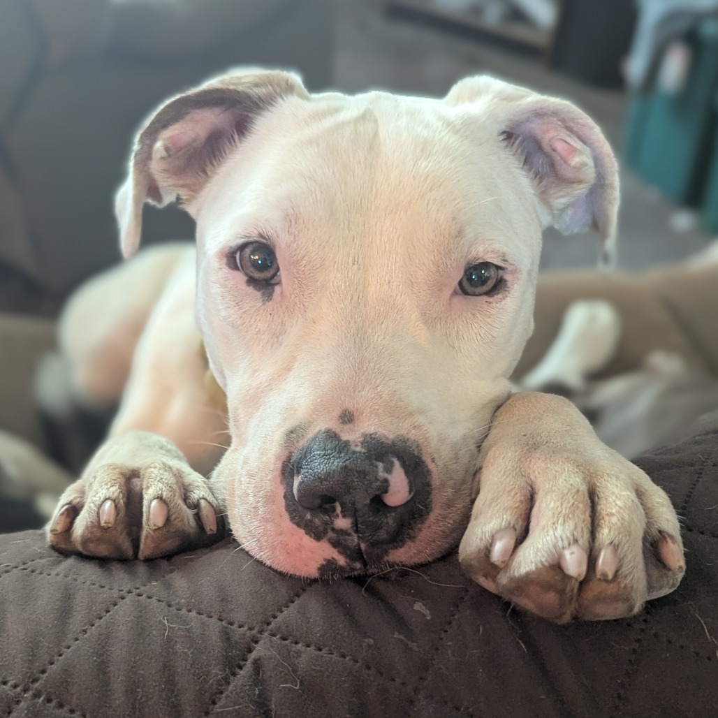 Khaleesi