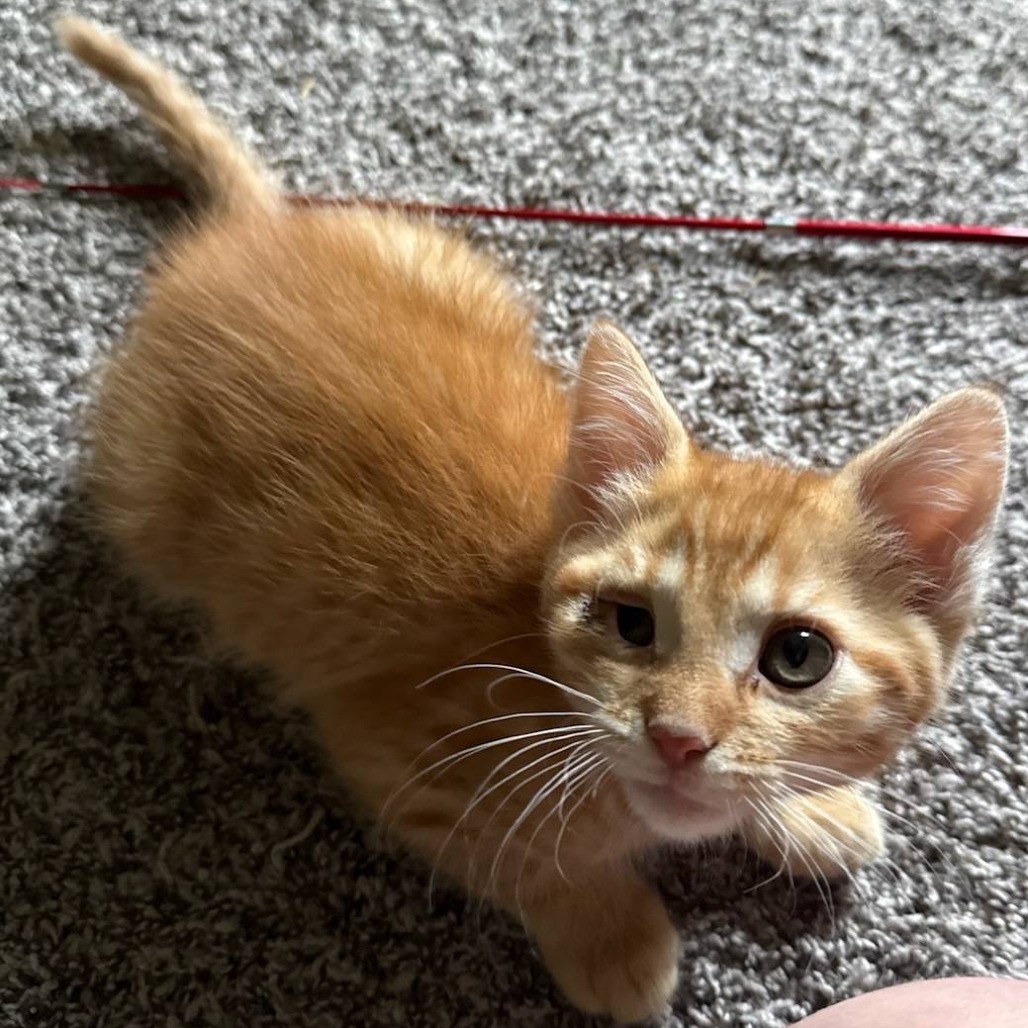Zoro