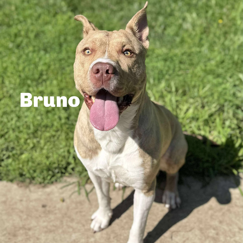 Bruno 250466