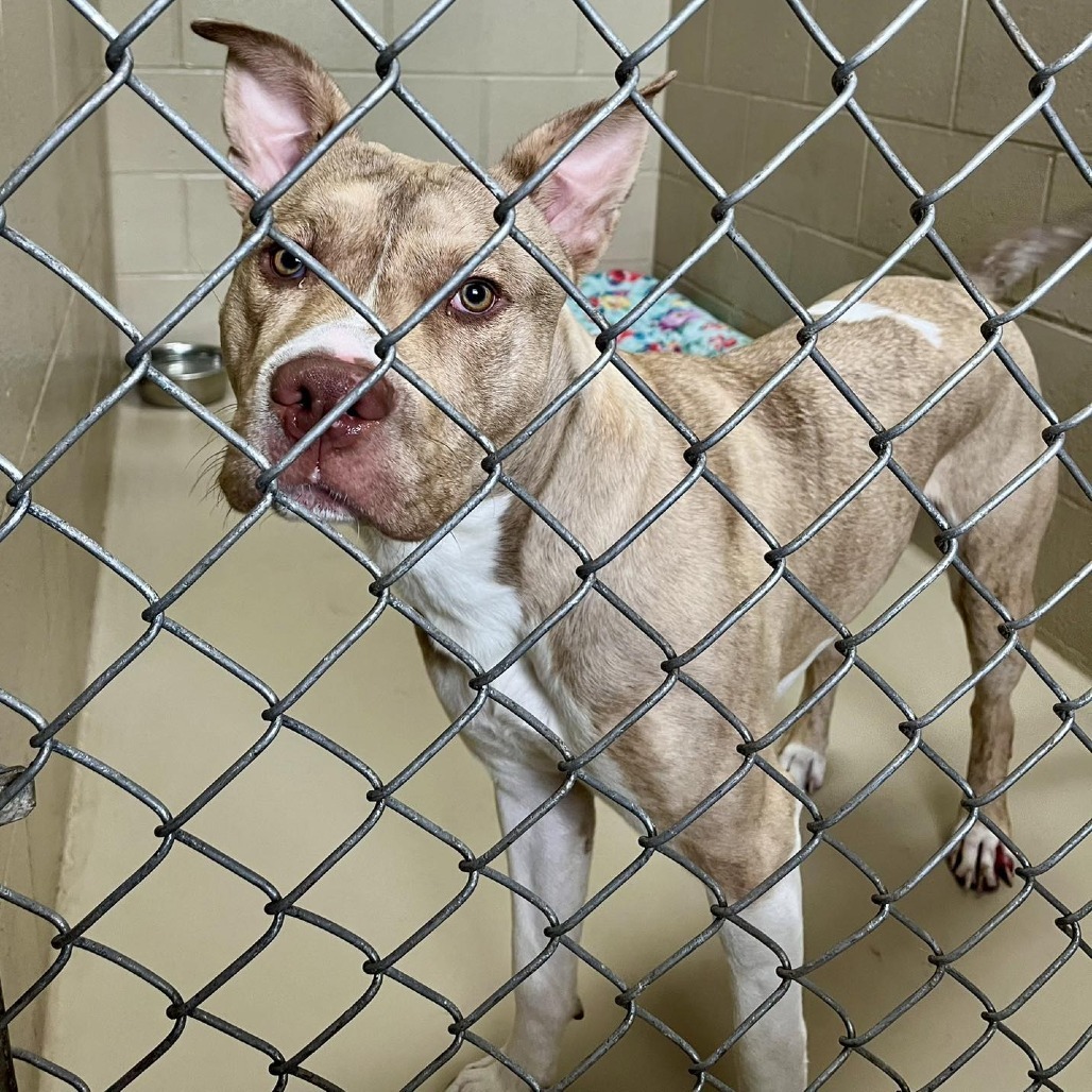 Bruno 250466, an adoptable Mixed Breed in Escanaba, MI, 49829 | Photo Image 2