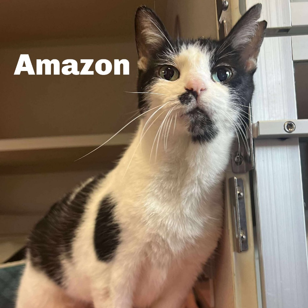 Amazon 250313