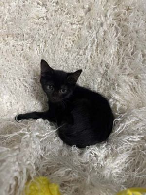 Fric @ PetSmart, Baby Male Domestic Short Hair
