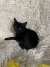 Fric @ PetSmart photo 2