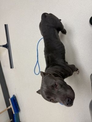 Nova, Adult Female Pit Bull Terrier