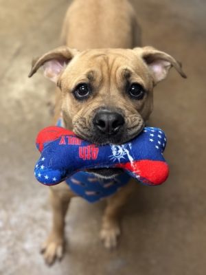 Bella, Young Female Boerboel