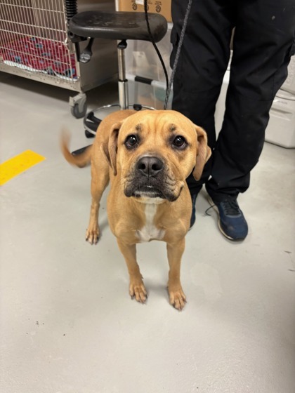 Bella, an adoptable Boerboel, Mixed Breed in Irving, TX, 75038 | Photo Image 2