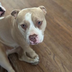 Lady - Home to Home, Adult Female unknown