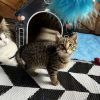 Nala photo 1