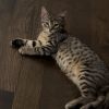 Nala photo 4