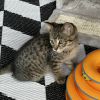 Nala photo 6