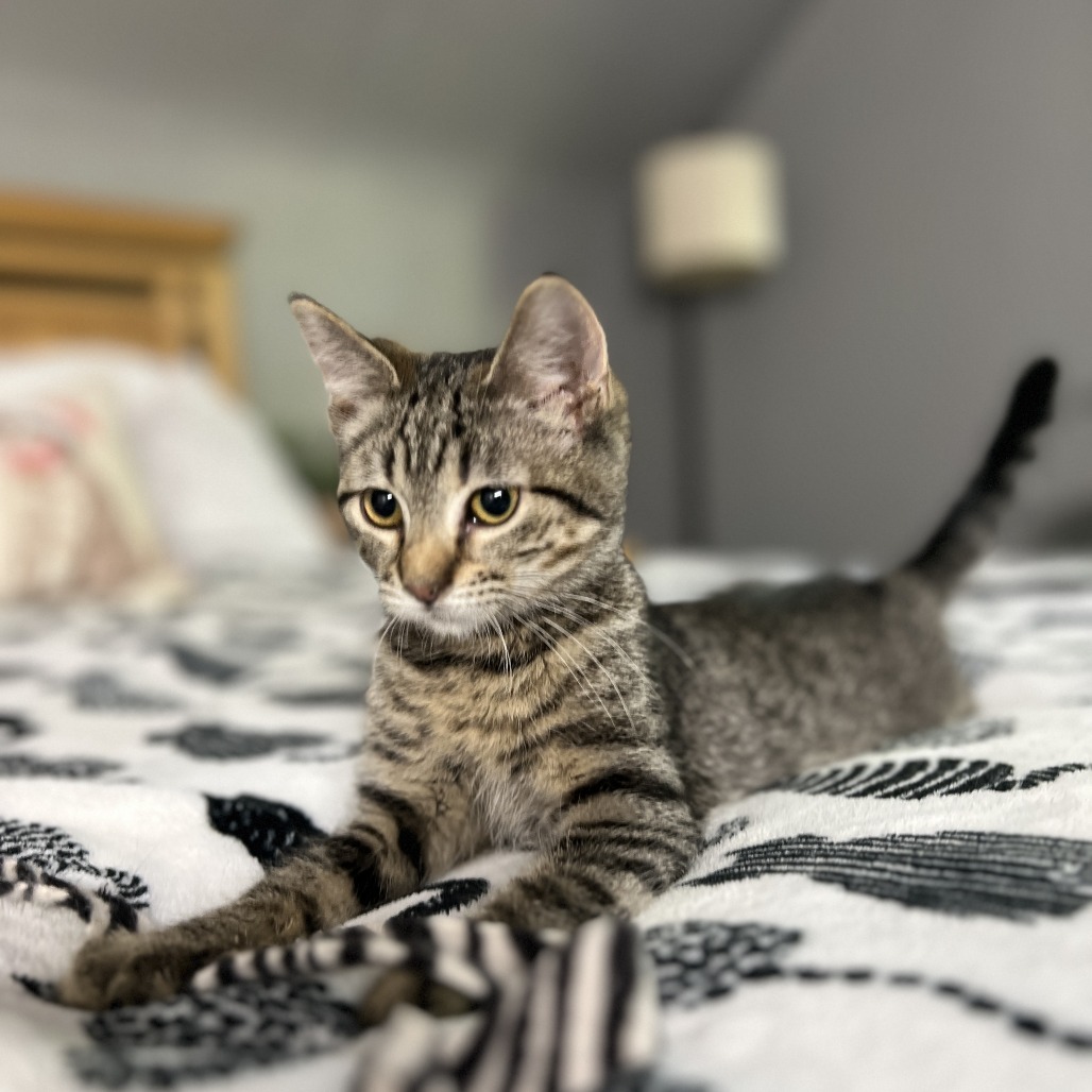Kiara