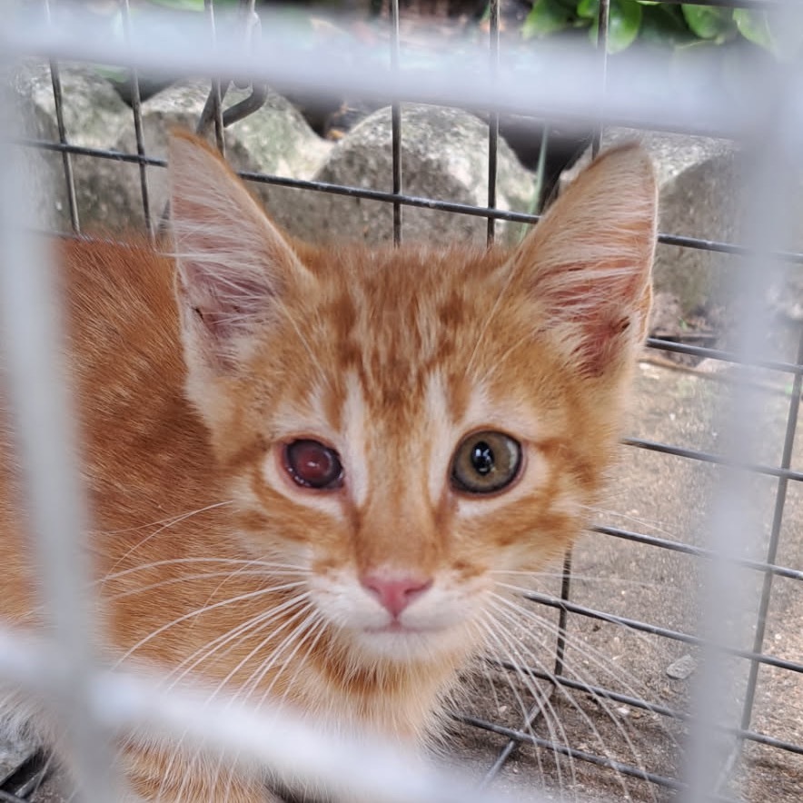 Leo