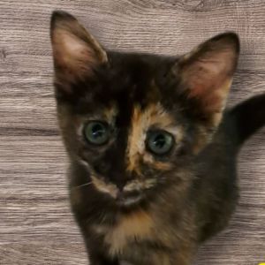 Viper, Baby Female Domestic Short Hair