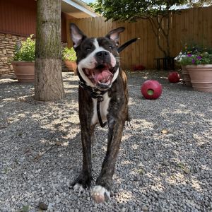 Biscuit, Adult Male Mixed Breed