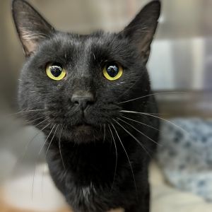 Walter, Adult Male unknown