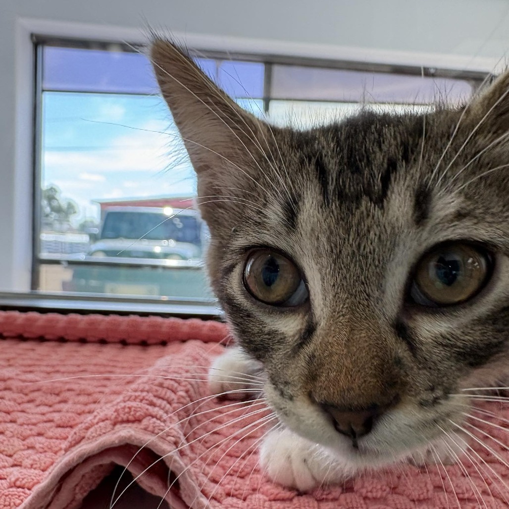 Canolli, an adoptable Domestic Short Hair in Garden City, KS, 67846 | Photo Image 1