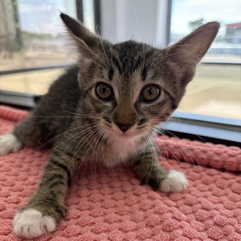 Crostata, an adoptable Domestic Short Hair in Garden City, KS, 67846 | Photo Image 1