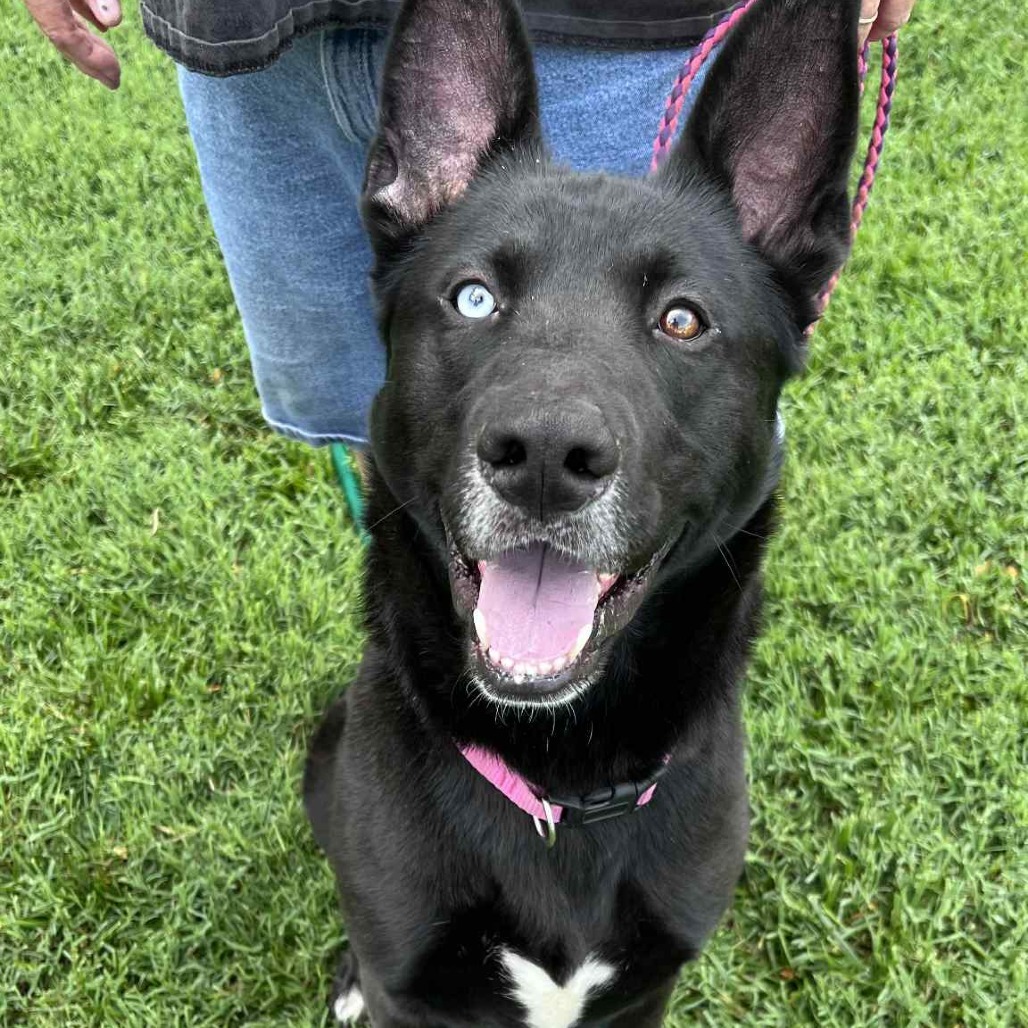 Ryder, an adoptable Husky, German Shepherd Dog in Garden City, KS, 67846 | Photo Image 1