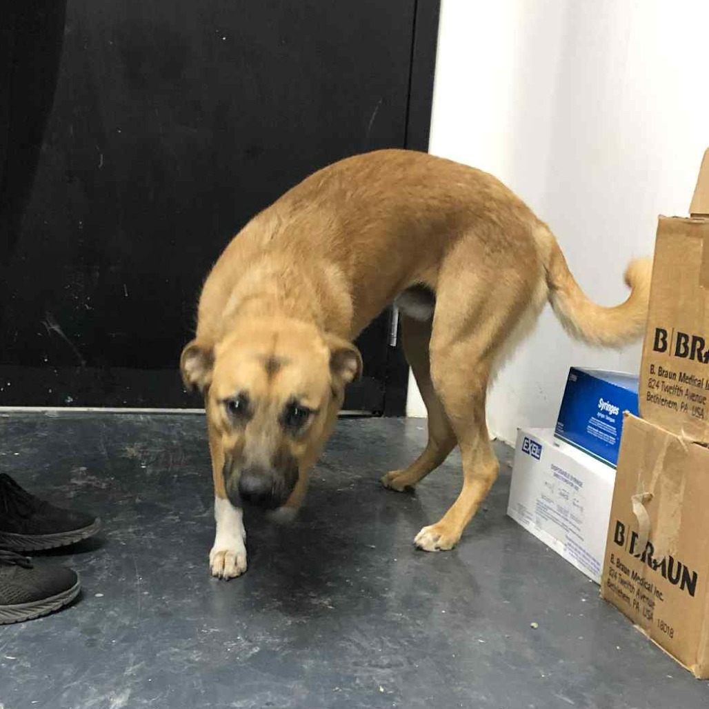 Maxon, an adoptable Mixed Breed in Garden City, KS, 67846 | Photo Image 1