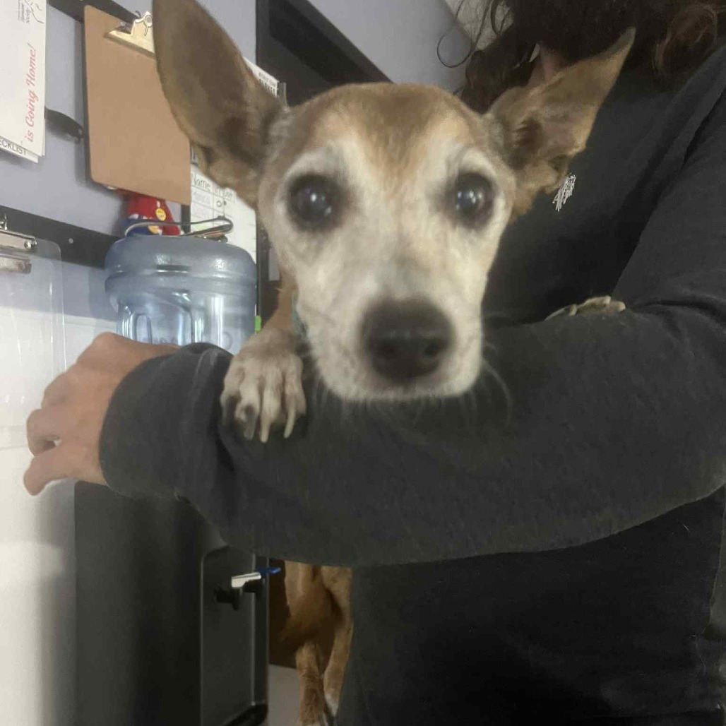 GCK-Stray-48821, an adoptable Chihuahua in Garden City, KS, 67846 | Photo Image 1