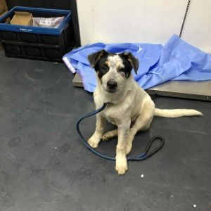 Pepper, Young Female Australian Cattle Dog / Blue Heeler