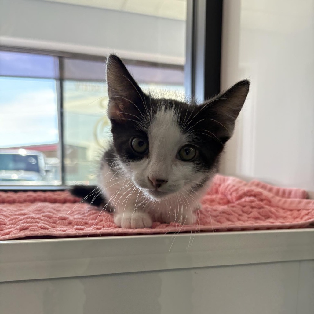 Panna Cotta, an adoptable Domestic Short Hair in Garden City, KS, 67846 | Photo Image 1