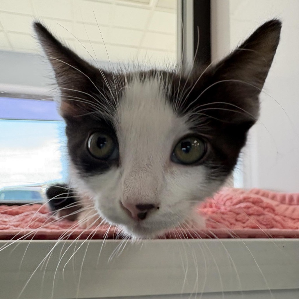 Panna Cotta, an adoptable Domestic Short Hair in Garden City, KS, 67846 | Photo Image 2