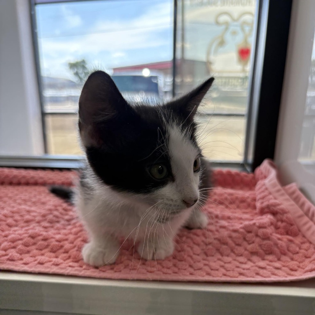 Panna Cotta, an adoptable Domestic Short Hair in Garden City, KS, 67846 | Photo Image 3