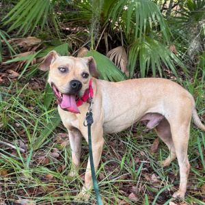 Azriel, Adult Male Mixed Breed