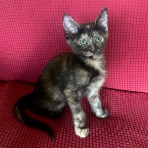 Minky 25-04-192, Baby Female Domestic Short Hair