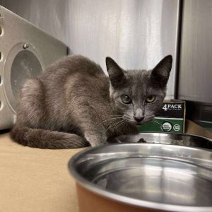 Mona 25-06-098, Young Female Domestic Short Hair