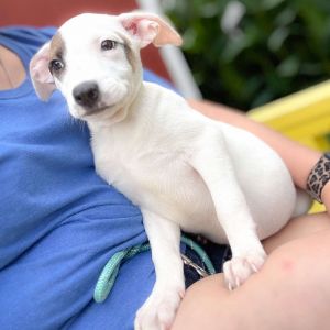 Calista 25-06-005, Baby Female Cattle Dog