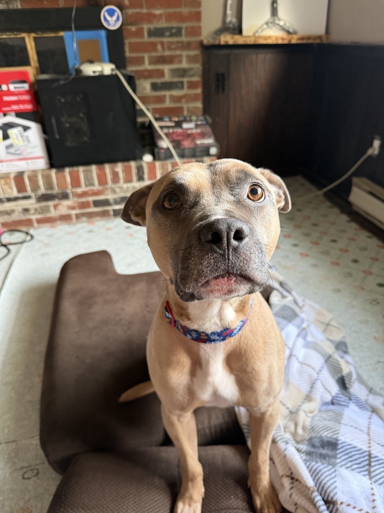 Scout
