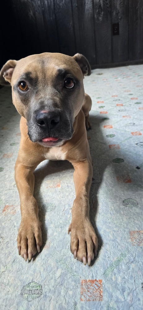 Scout