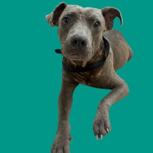TUSC-Stray-81135, Adult Male Pit Bull Terrier