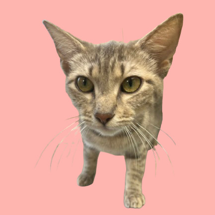 Katniss, an adoptable Domestic Short Hair in Tuscaloosa, AL, 35401 | Photo Image 1