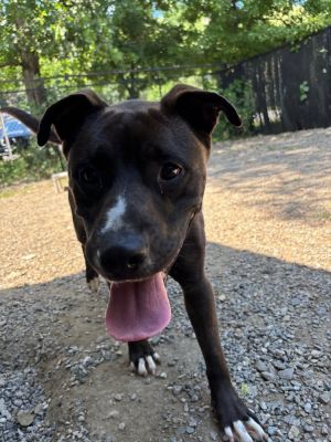 Birthdate 04292022 Breed One of a kind Weight 55 lbs Meet Gus Your New Best Buddy with a Tail T