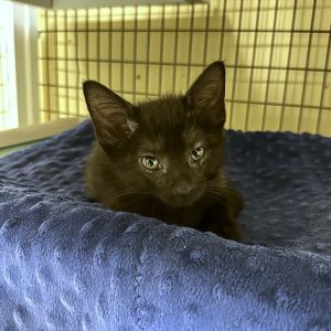 Weve got kittens If youre ready to add some spunk silliness and purrs to your home now is the 