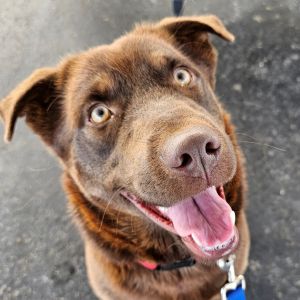 Gracie, Young Female Australian Shepherd