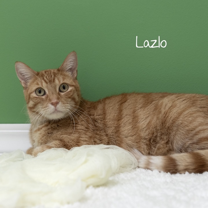 Lazla
