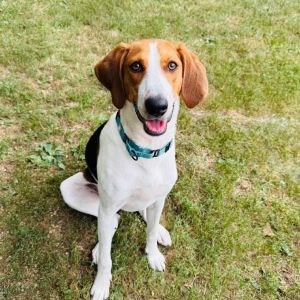 Gimli, Young Female Foxhound