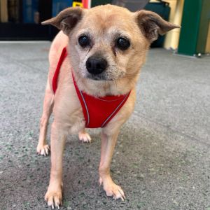 Hailing from a family of renowned folk rock musicians is our own Indigo Girl This lovely little Chi