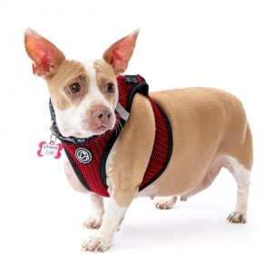 Laverne Cox 13097, Senior Female Chihuahua