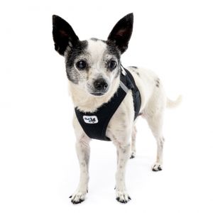 Boy George 13096, Senior Male Chihuahua