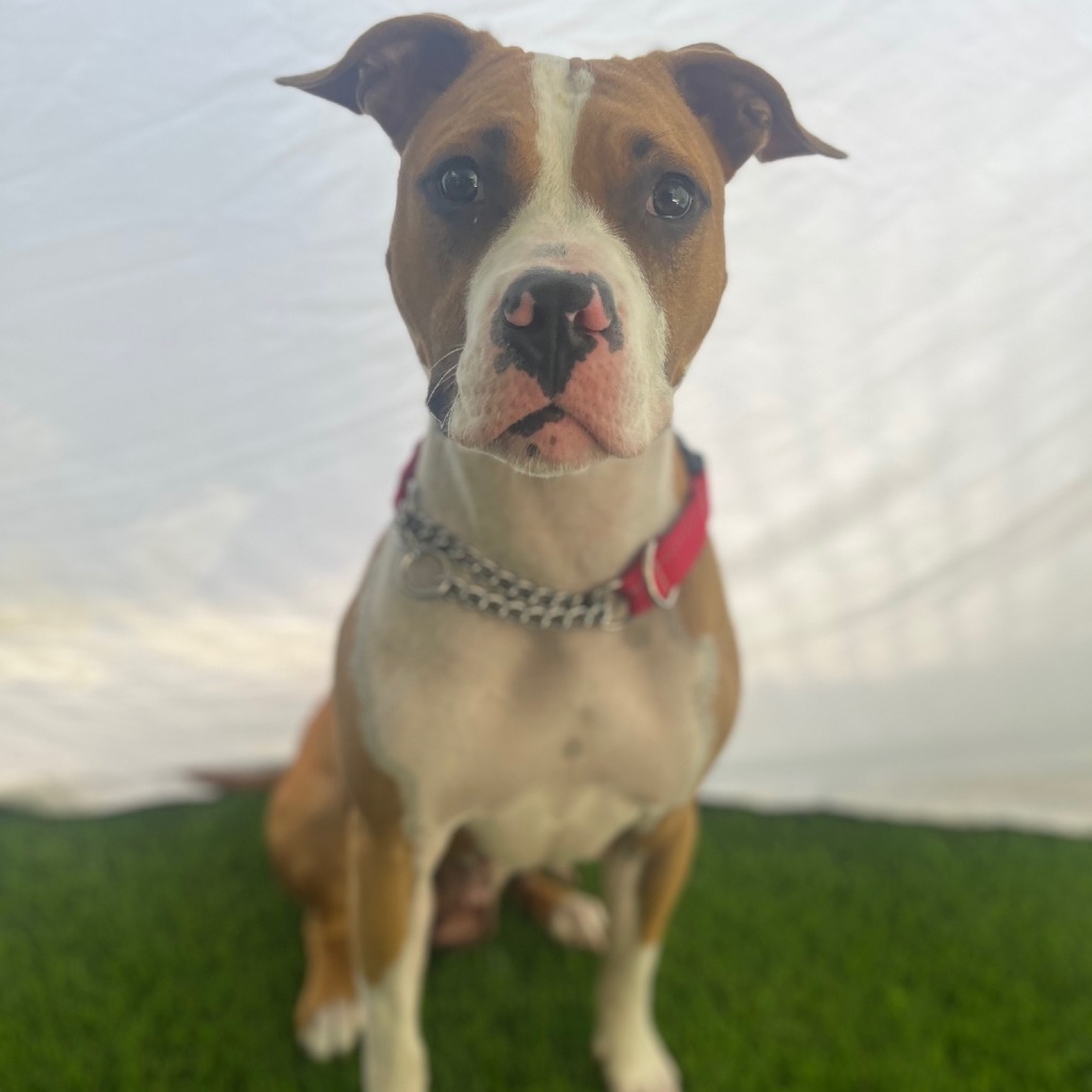 Daisy