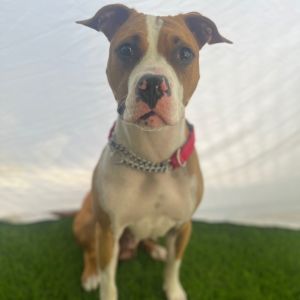 Daisy, Adult Female Mixed Breed
