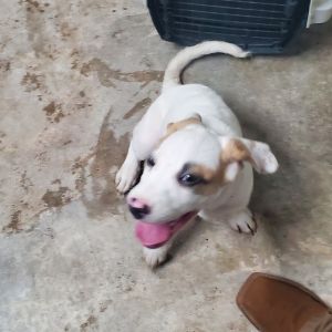 Ellie, Young Female Mixed Breed
