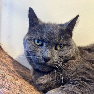 Winnie, Senior Female Domestic Short Hair