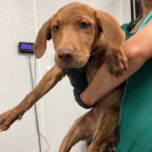 Jelly, Baby Female Labrador Retriever