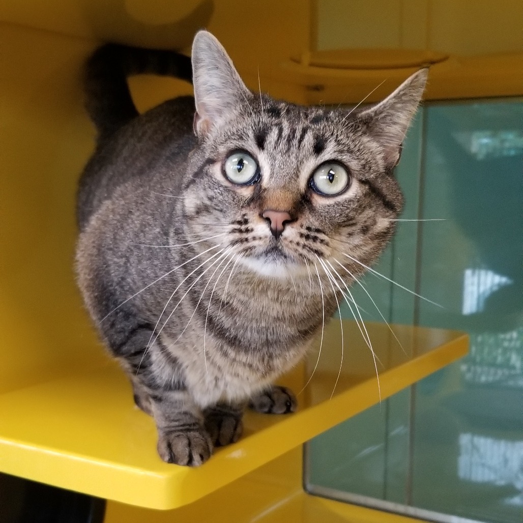 Luna (Maxine), an adoptable Domestic Medium Hair in Abilene, TX, 79602 | Photo Image 1